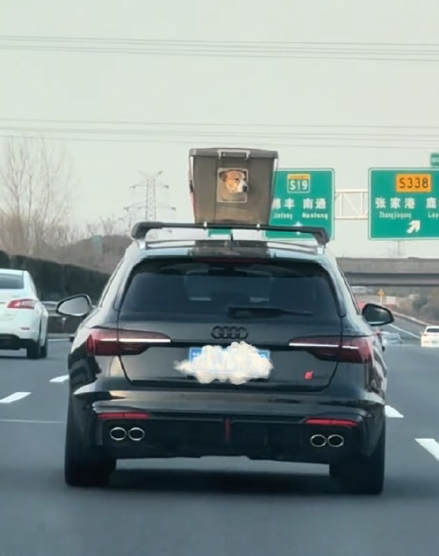 第一批春运回家的狗子们😅#狗狗第一批春运回家的狗子们😅#狗狗