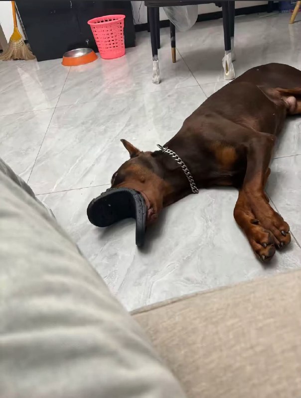 好大的嘴🌚#狗狗