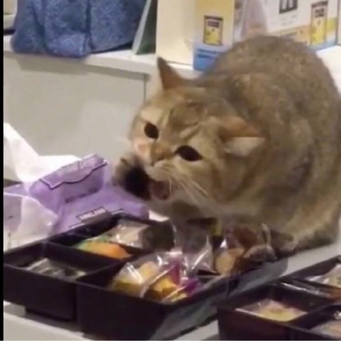 #猫猫#猫猫