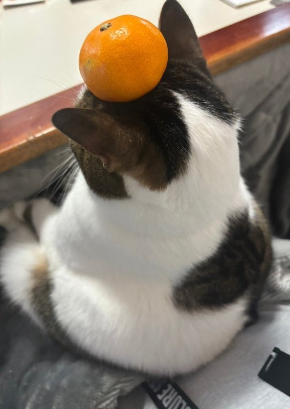 #猫猫