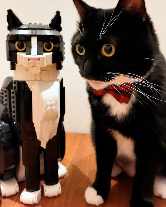 #猫猫#猫猫