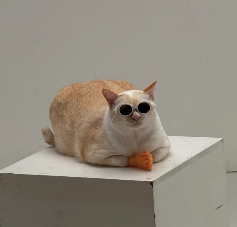 😎#猫猫