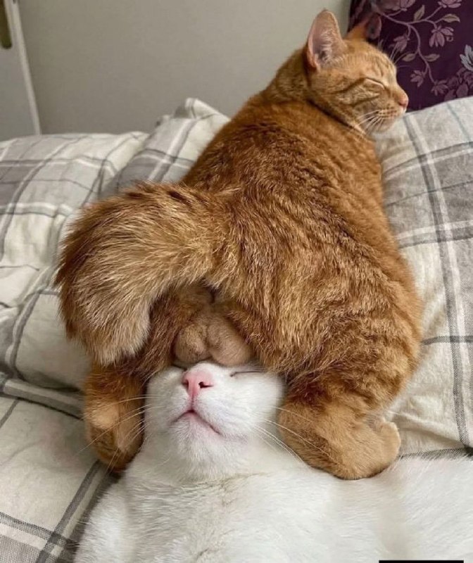 #猫猫