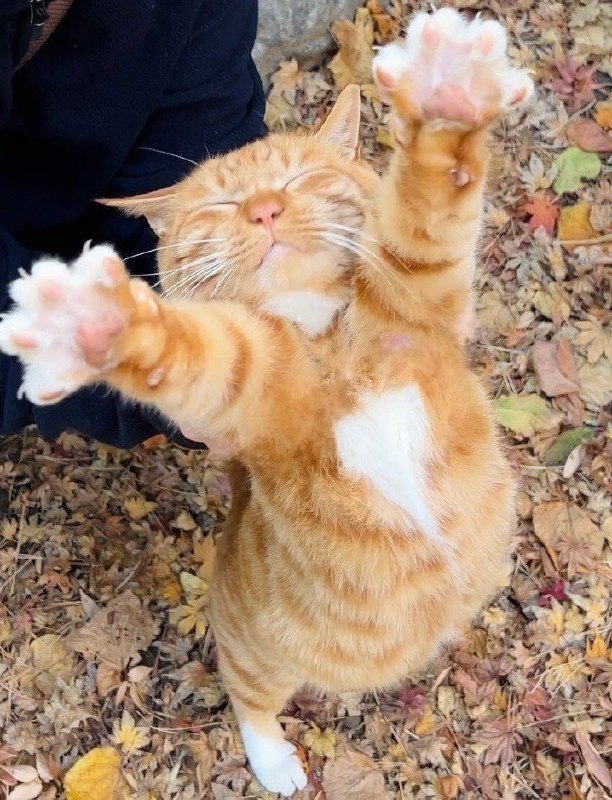 #猫猫
