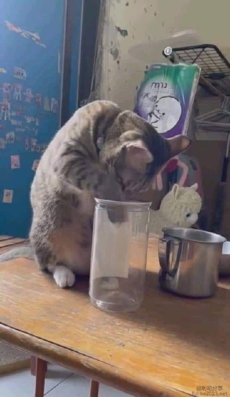 #猫猫#猫猫