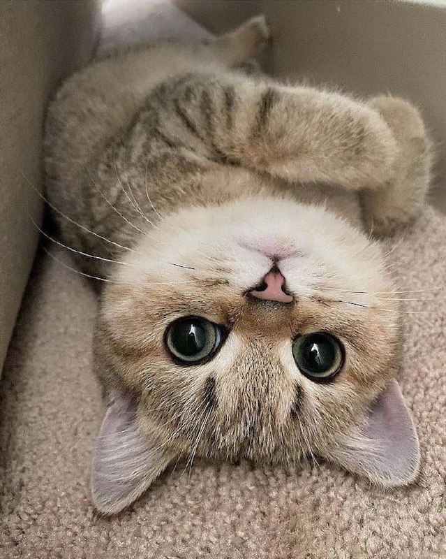 #猫猫