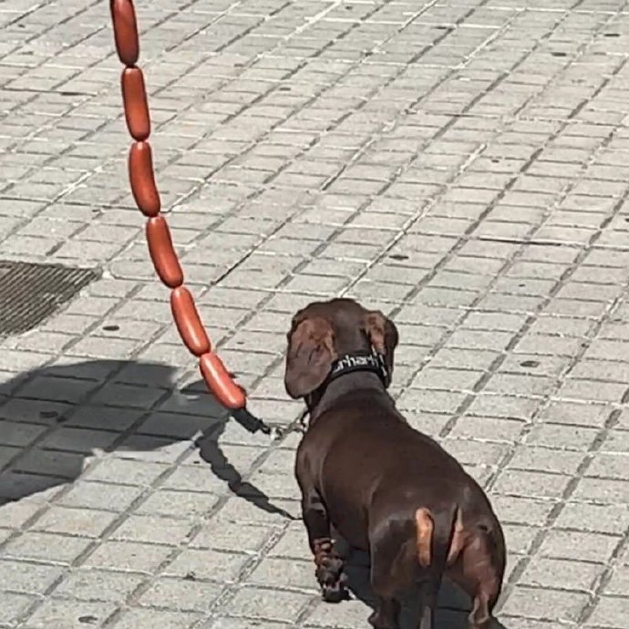 #狗狗#狗狗