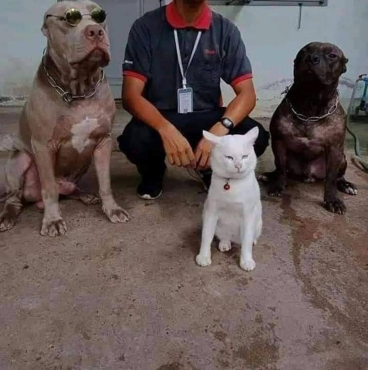 狗子带大的猫🐱，🤣已经忘记自己的血统了狗子带大的猫🐱，🤣已经忘记自己的血统了