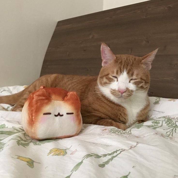 #猫猫