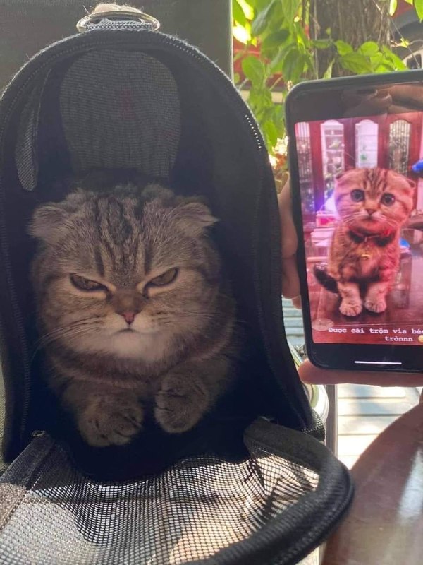 #猫猫
