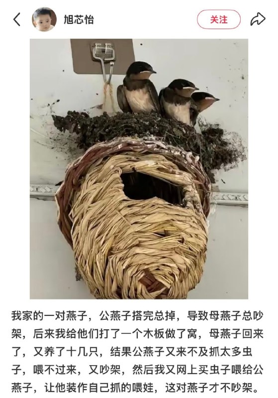 傻燕有傻福