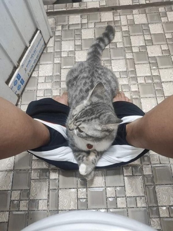 #猫猫