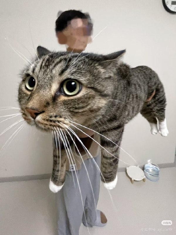 钓鱼佬拍摄法#猫猫
