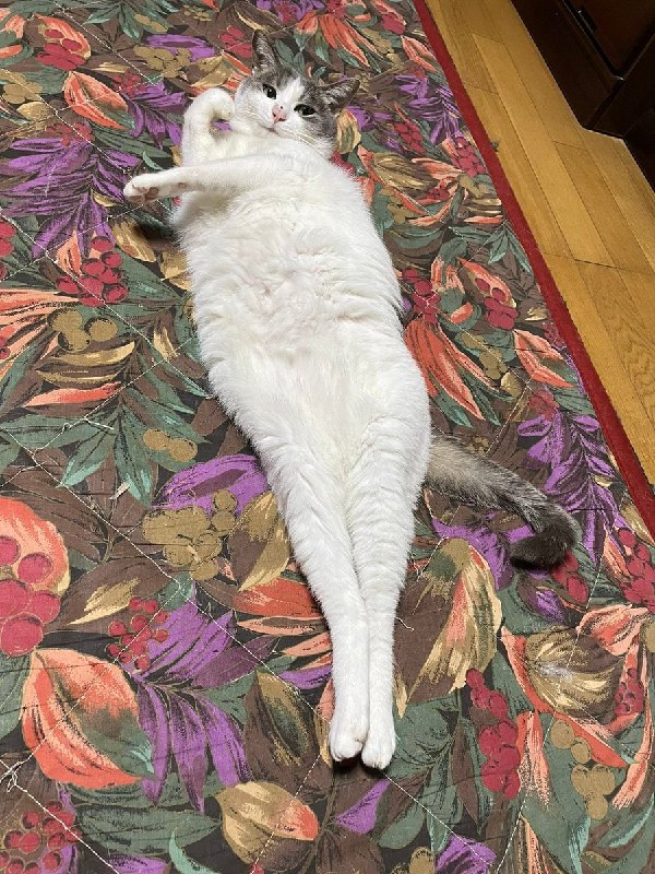 #猫猫