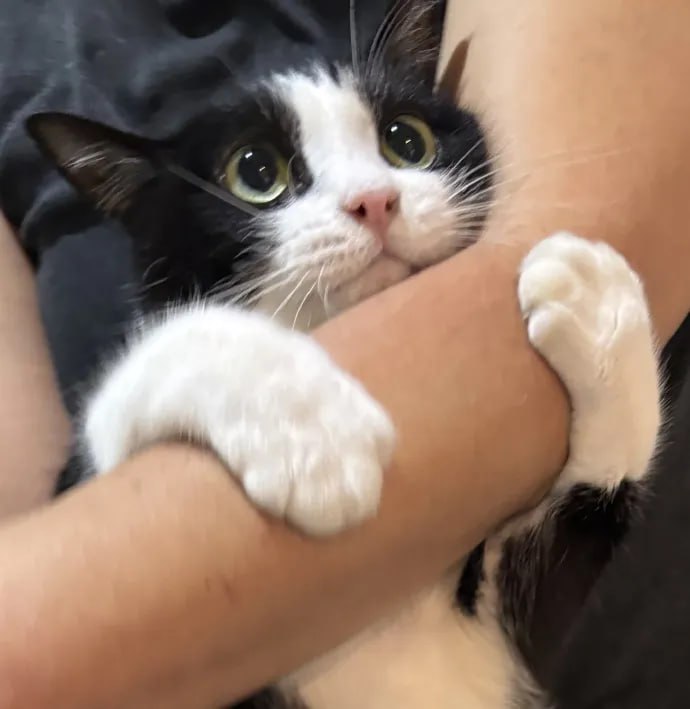 #猫猫