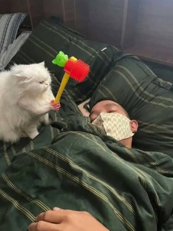 #猫猫