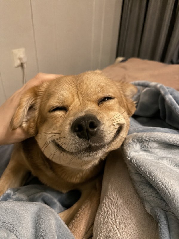 狗迷日眼🤪#狗狗