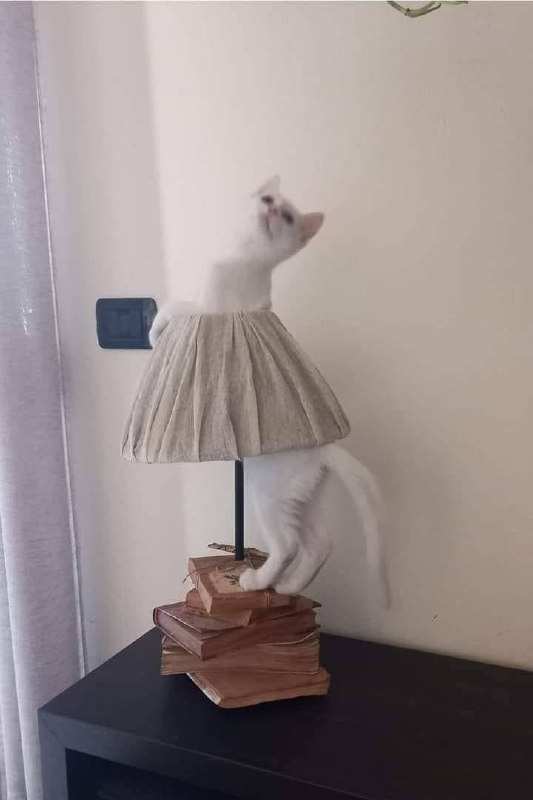 #猫猫