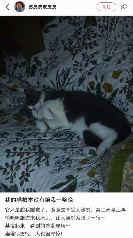 #猫猫