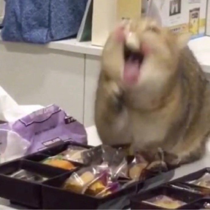 #猫猫#猫猫