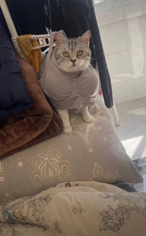 #猫猫