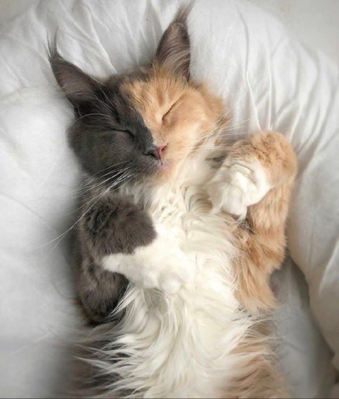 #猫猫