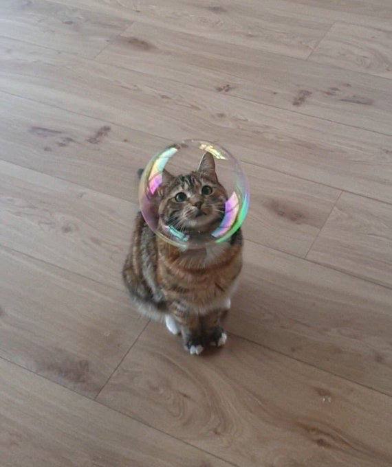 #猫猫