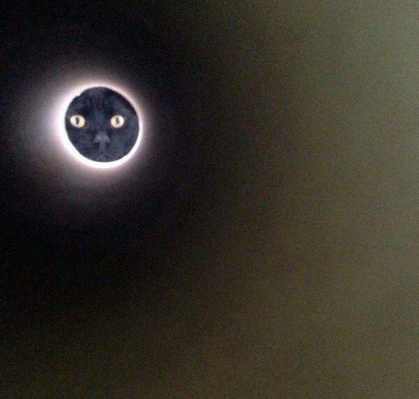 🌚#猫猫