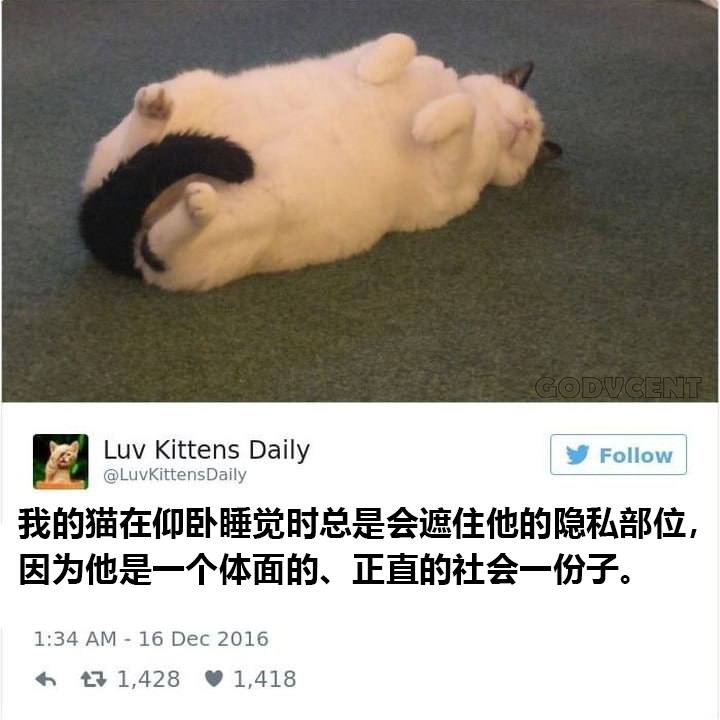 #猫猫
