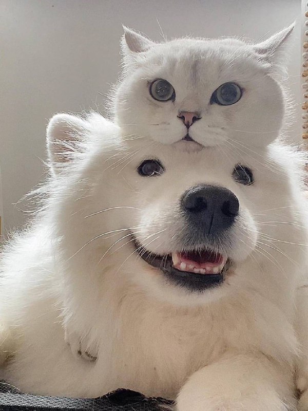 #猫猫 #狗狗