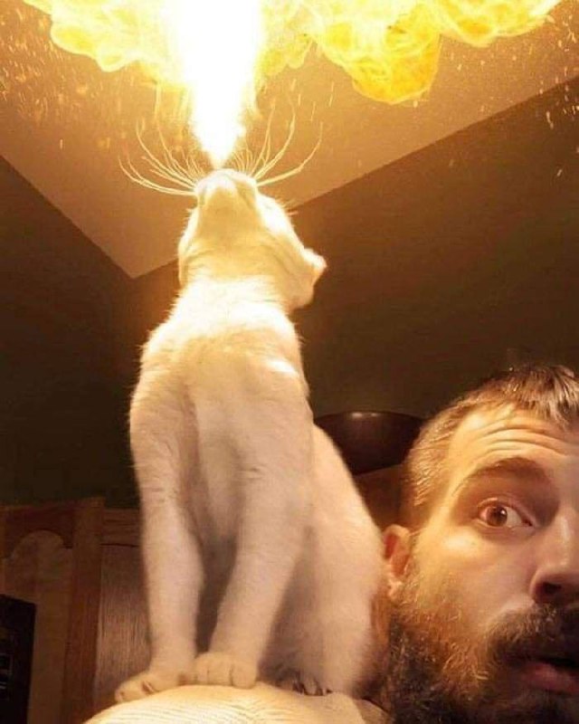#猫猫