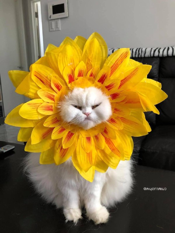 #猫猫