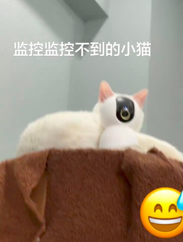 #猫猫