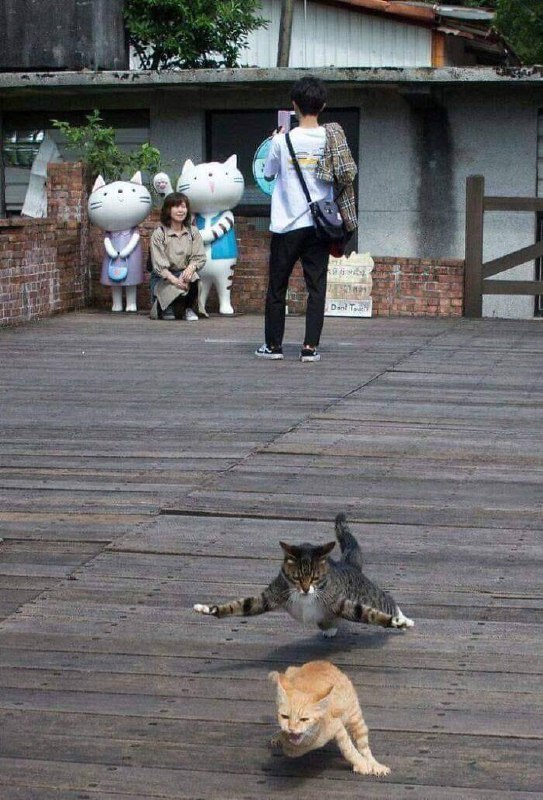 #猫猫