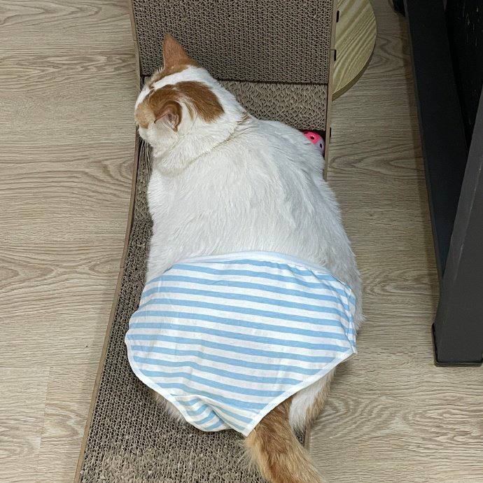 #猫猫