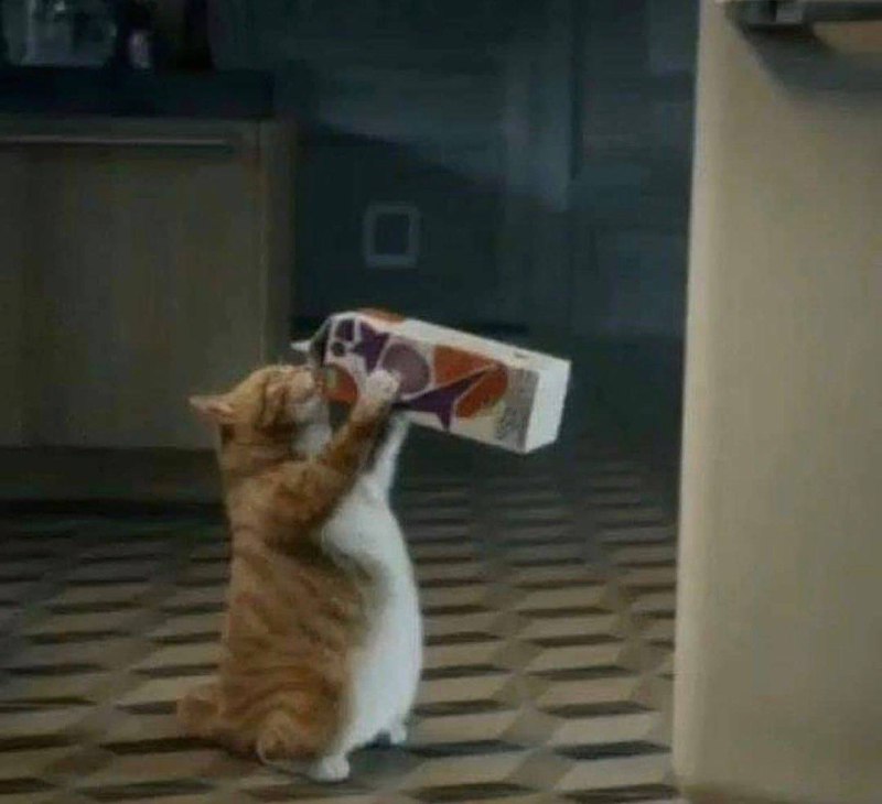 #猫猫