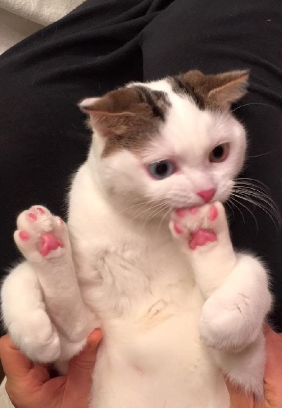 #猫猫