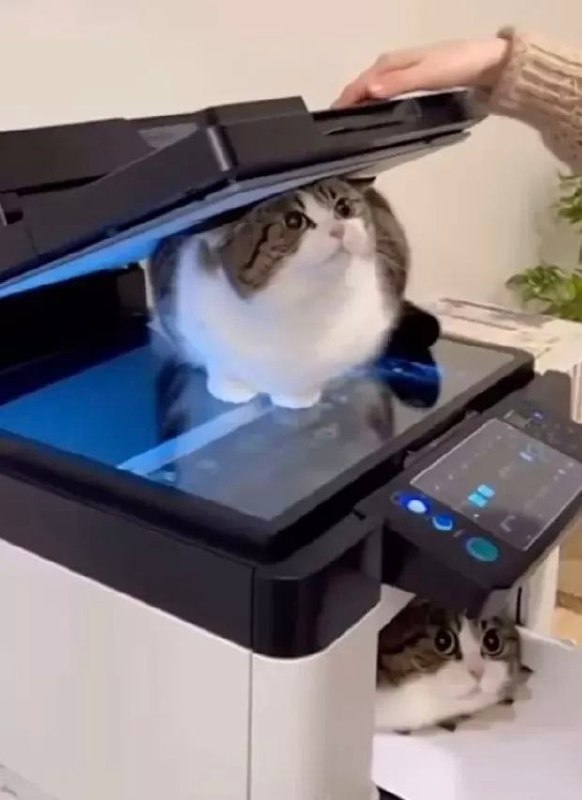 复印中🥰#猫猫
