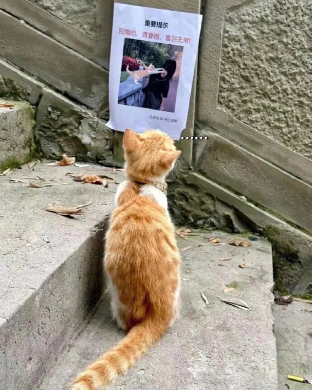 #猫猫