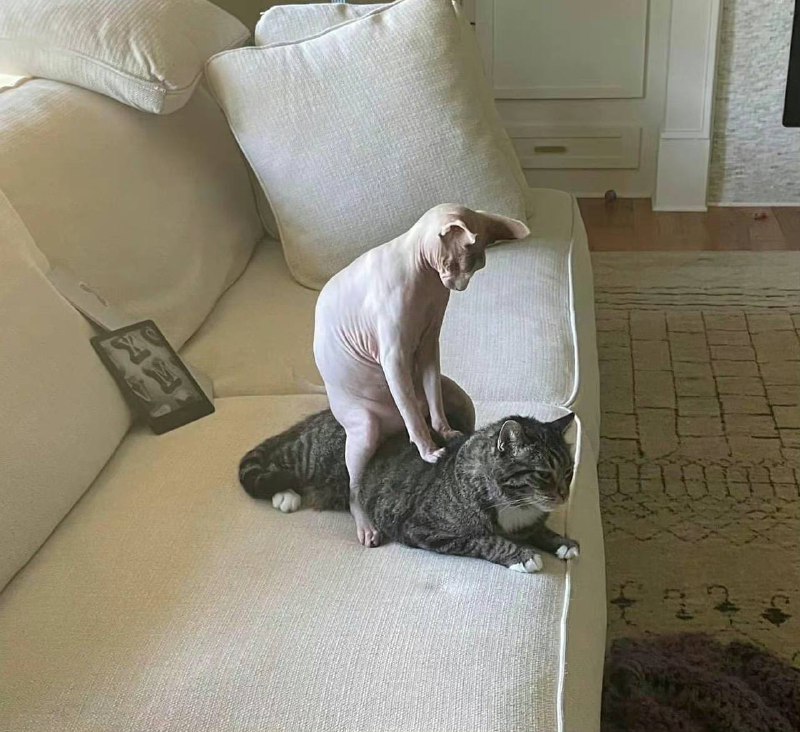 “看起来不是很正规的按摩 ”#猫猫