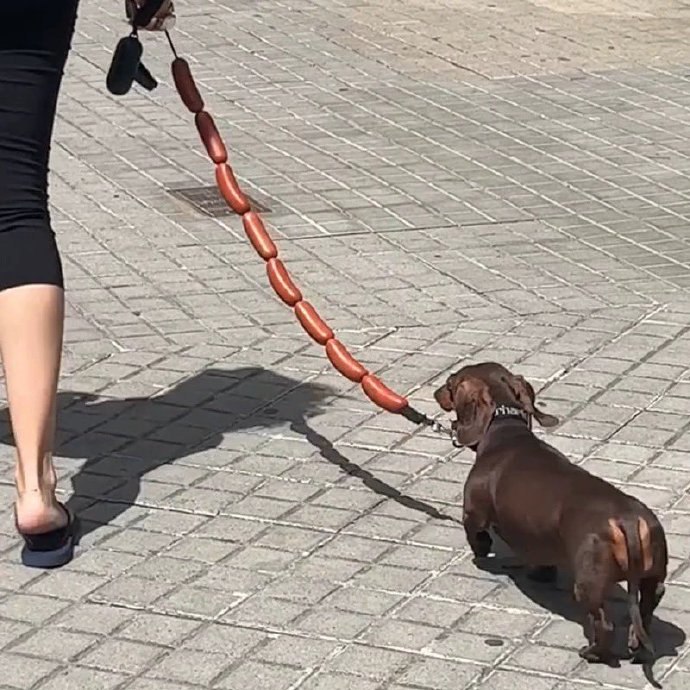 #狗狗#狗狗