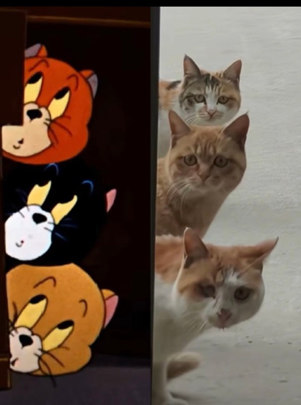 #猫猫#猫猫