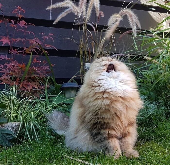 #猫猫