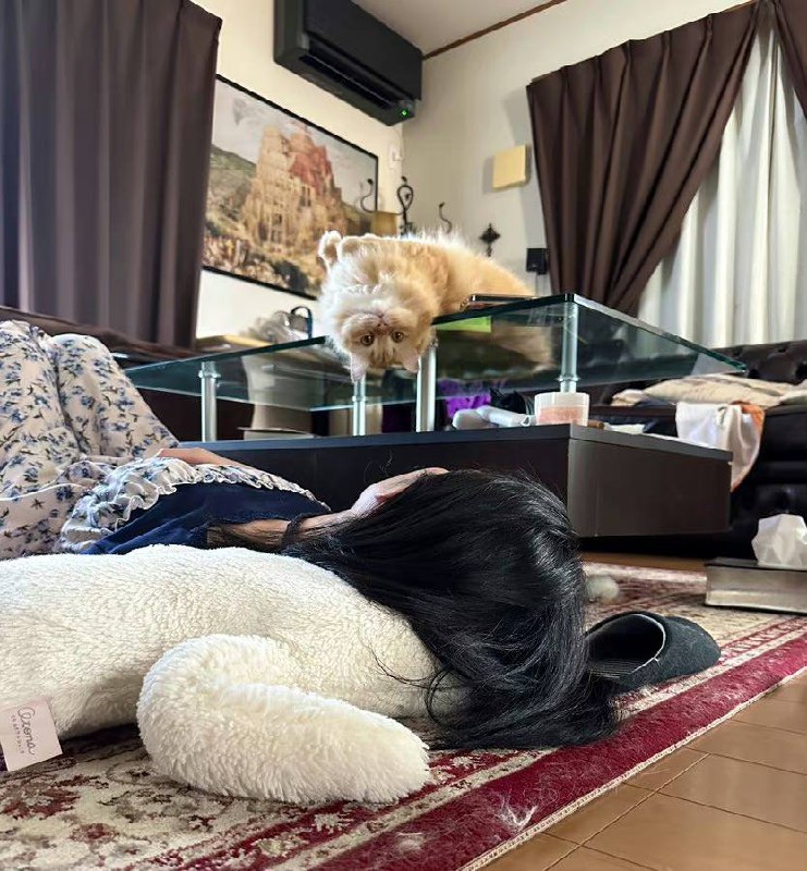 #猫猫