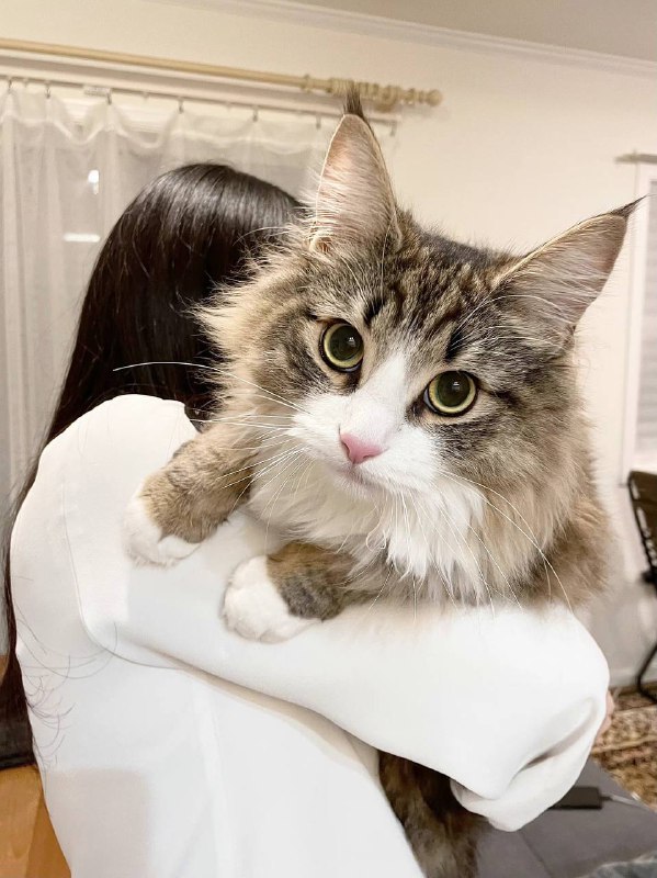 #猫猫