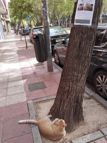 寻猫启事……#猫猫寻猫启事……#猫猫
