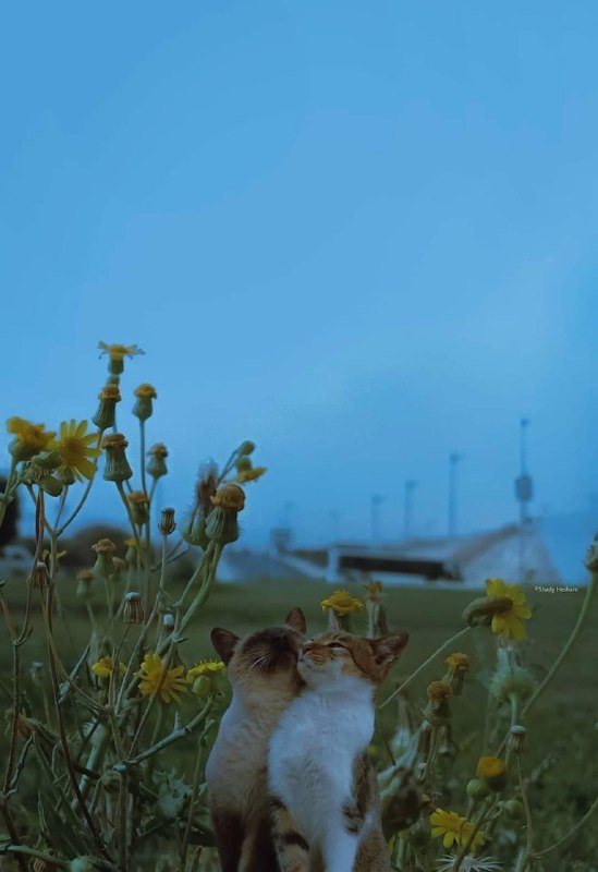 #猫猫