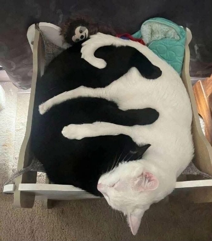 #猫猫