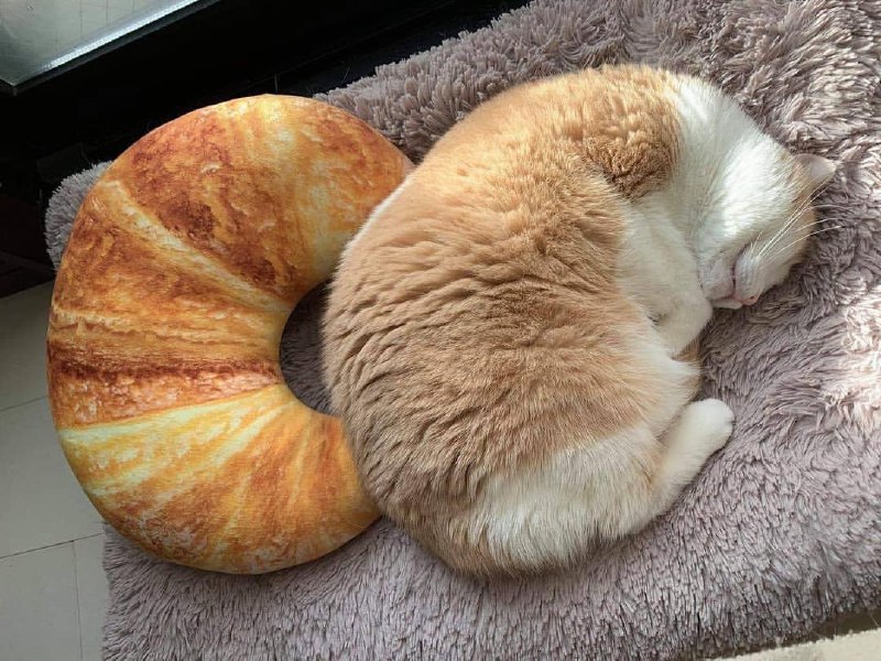 #猫猫