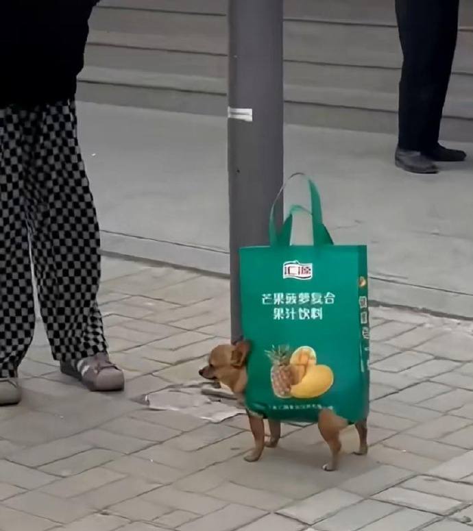 #狗狗